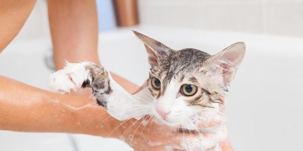 Panduan Lengkap: Cara Menghilangkan Kutu pada Kucing dengan Aman dan Efektif