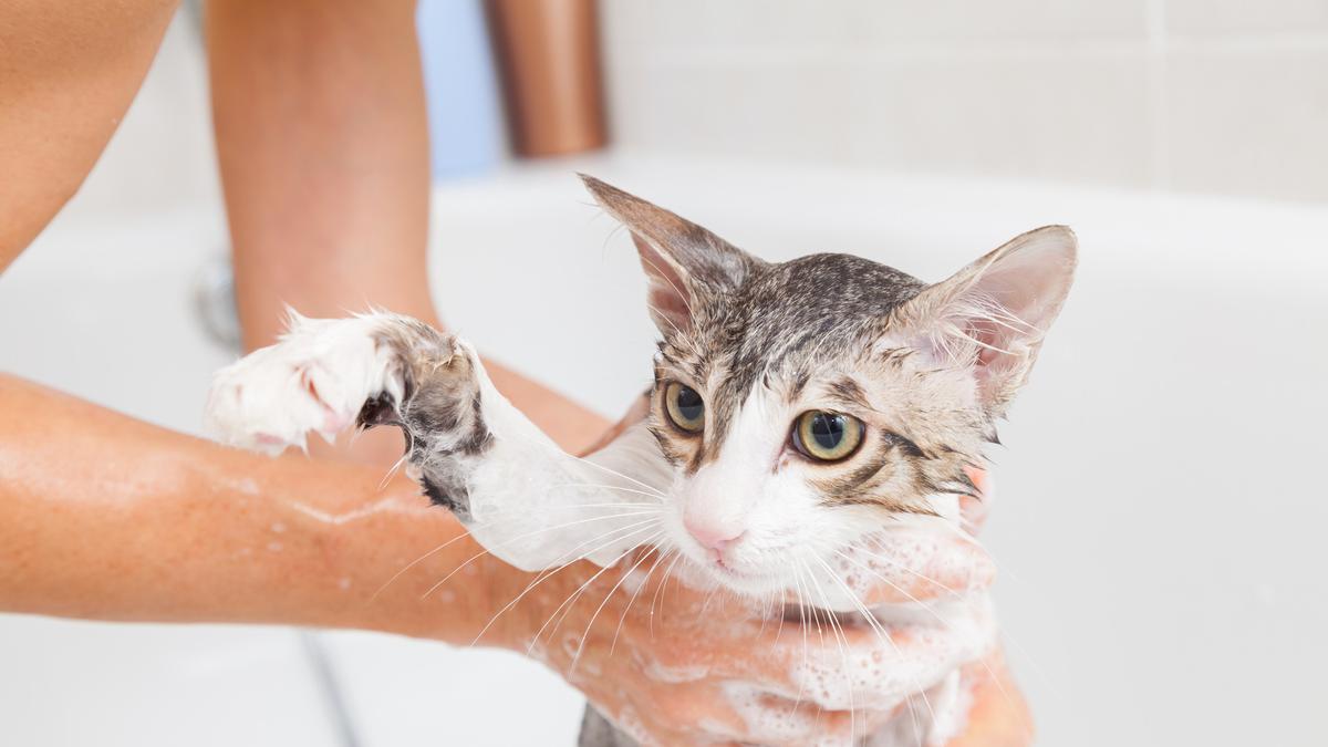 Panduan Lengkap: Cara Menghilangkan Kutu pada Kucing dengan Aman dan Efektif